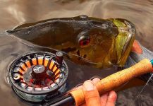 Fly-fishing Pic of Peacock Bass shared by Kid Ocelos | Fly dreamers 