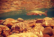  Fotografía de Pesca con Mosca de speckled trout por Matapiojo  Lodge | Fly dreamers