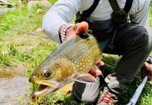  Fotografía de Pesca con Mosca de coaster trout por Billy Cosby | Fly dreamers 