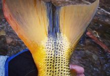  Imagen de Pesca con Mosca de Dorado compartida por Néstor Zapana | Fly dreamers