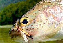 Fly-fishing Image of Rainbow trout shared by Matapiojo  Lodge | Fly dreamers