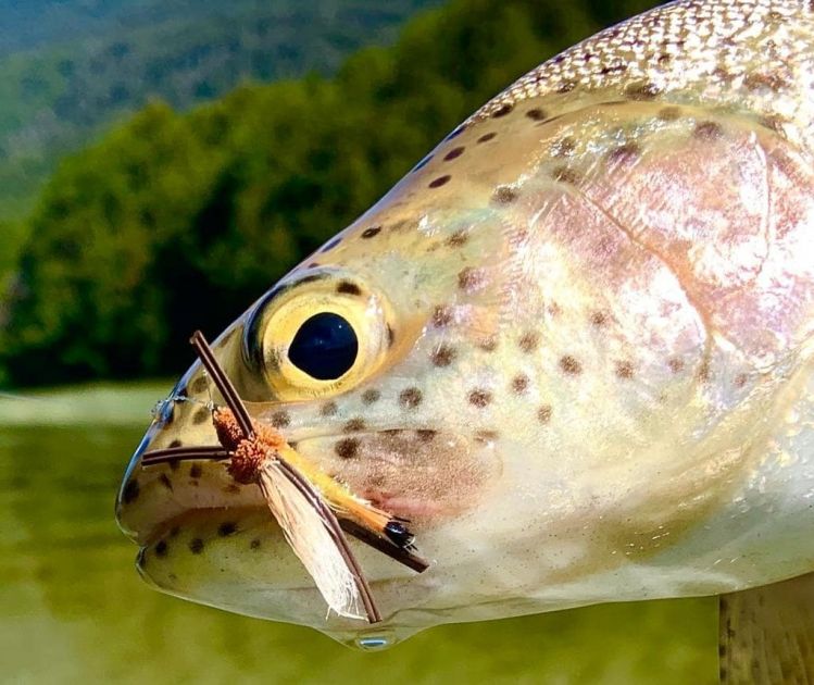 Dry flies and rainbow trouts: Patagonia Day
Photo: @pablo.realini .