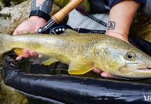 Uros Kristan - URKO Fishing Adventures 's Fly-fishing Photo of a Marble Trout | Fly dreamers 