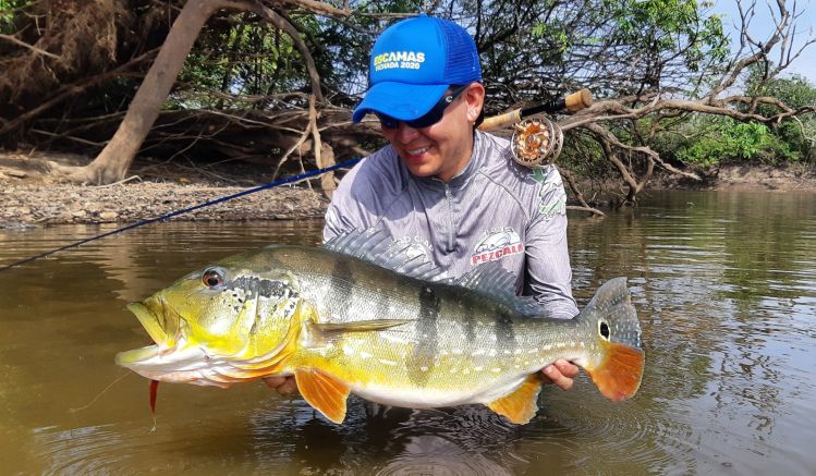 
colombia un paraiso para la pescar pavon con mosca, hermoso tucunare con streamer de 20cm aprox. de largo y mucho brillo. este se dejó ver atacando algún pez.