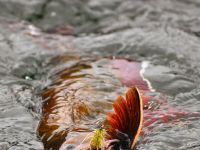 Foto de pesca con mosca