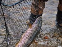 Foto de pesca con mosca