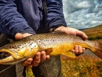 Fly fishing picture