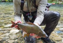Fly-fishing Picture of Thymallus thymallus shared by Uros Kristan - URKO Fishing Adventures | Fly dreamers