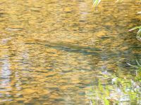 Foto de pesca con mosca