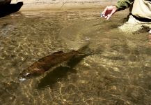 Matapiojo  Lodge 's Fly-fishing Photo of a Rainbow trout | Fly dreamers 