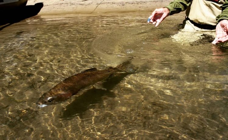 Catch and Release - Chilean Patagonia 
.
.
.
#chile #patagonia #patagoniaflyfishing #matapiojolodge #fishingtrips #flyfishing #flyfishinglife #catchandrelease #trout #photooftheday