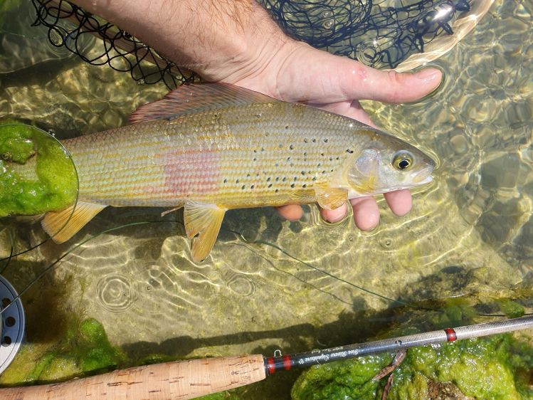 Grayling from Soča river