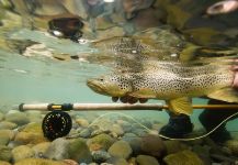 The Story of "Catch & Release" in Patagonia (and Argentina).