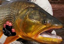  Captura de Pesca con Mosca de Dorados por Pablo Gustavo Castro | Fly dreamers