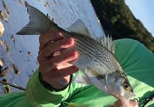 Fly-fishing Pic of White Bass shared by Brian Shepherd | Fly dreamers 