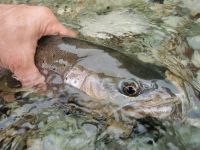 Foto de pesca con mosca