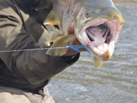 Foto de pesca con mosca