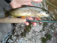 Fly fishing picture