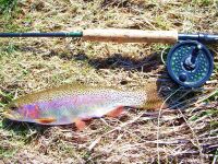 Fly fishing picture