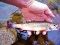 Foto de pesca con mosca