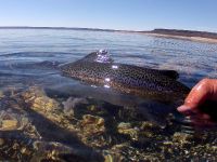 Foto de pesca con mosca