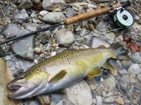 Iška river ... Trophy brown trout buck