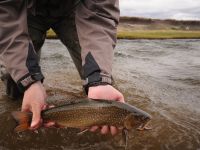 Fly fishing picture