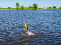 Foto de pesca con mosca