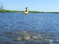 Foto de pesca con mosca