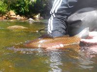 Fly fishing picture