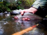 Fly fishing picture