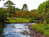 Fly fishing picture