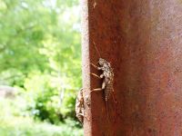 #stonefly #molting #larve