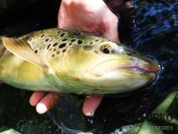 Beautiful brown trout buck