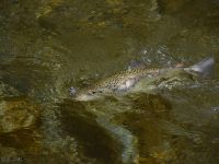 Foto de pesca con mosca