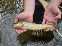 Foto de pesca con mosca