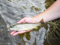 Foto de pesca con mosca