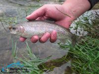 Fly fishing picture