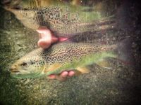 Fly fishing picture