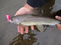 Grayling a flote