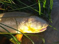 Foto de pesca con mosca