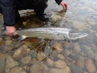 Big salmon caught and released on beat 3 - Vollan pool