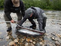 Measuring the length of salmon before release