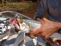 Foto de pesca con mosca