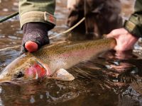 Dainty but none the less prized steeled from Idaho's Salmon River. Randy Ashton photo. 