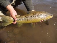 Foto de pesca con mosca