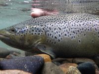 Foto de pesca con mosca