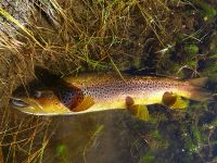 Foto de pesca con mosca