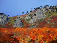 Araucarias en el filo.