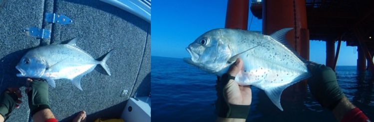 a couple of tea leaf Trevally from offshore drilling platform